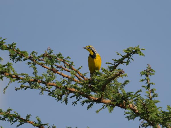 <h3><a href="/trips/tanzania/biota/animalia/chordata/aves/040 passeriformes/119 motacillidae/macronyx croceus/macronyx croceus-nl.html">Macronyx&nbsp;croceus</a> / Yellow‑throated&nbsp;longclaw / Geelkeellangklauw</h3>OM-1 Mark II met OLYMPUS M.150-400mm F4.5 TC, 1/2000 sec  bij F5.6, ISO 320, afstand 17.4&nbsp;m